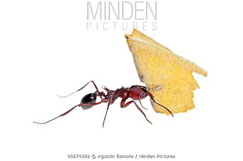 Leafcutter Ant stock photo - Minden Pictures