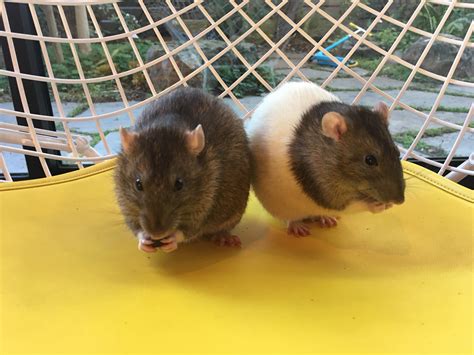 For those of you who have had rats from a good breeder and rats from
