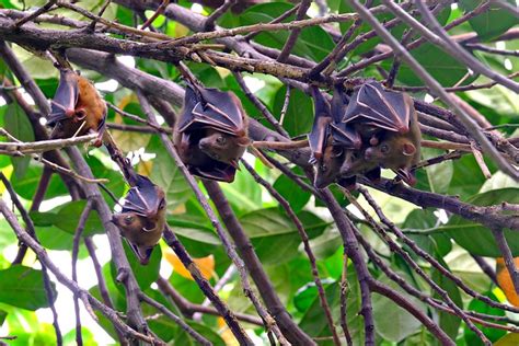 Bat Animal Species - Free photo on Pixabay - Pixabay