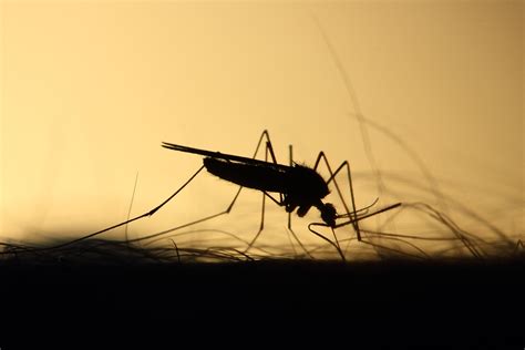 Sube A La Cifra De Muertes Por Dengue Hemorr Gico En Honduras Z