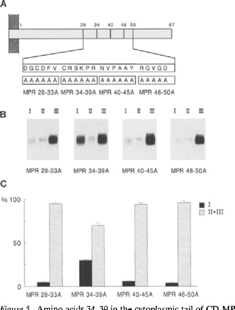 Figure 5 From A Determinant In The Cytoplasmic Tail Of The Cation