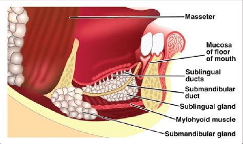 Salivary gland anatomy. Copyright © 2010 Radiological Society of North ...