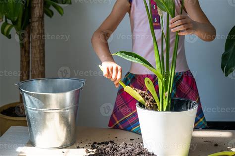 Menina Transplanta Uma Planta De Casa Em Vaso Para Um Novo Solo