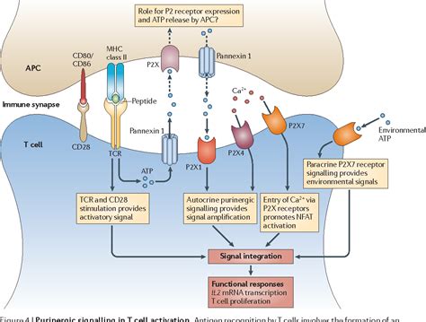 Immune Cell Regulation By Autocrine Purinergic Signalling Semantic