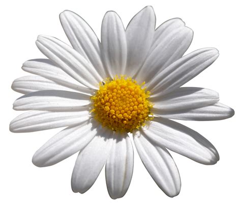 Common Daisy Flower Shasta Daisy African Daisies Flower Png Download