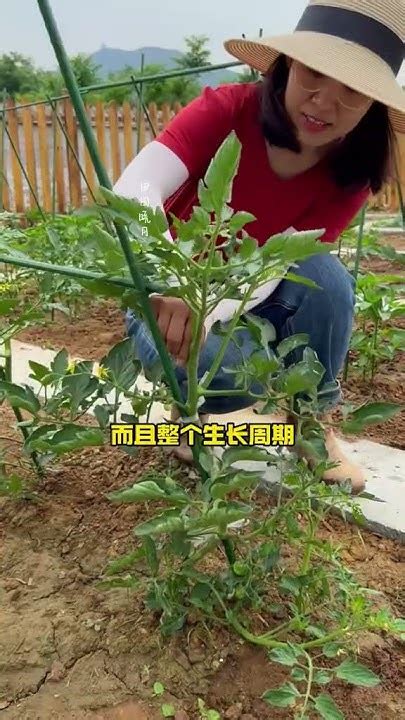 番茄高产小妙招 种植小技巧 农业种植技术 学种菜 Youtube