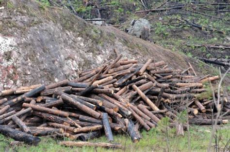 Suman Mil Hect Reas De Bosques Afectados Por Plaga Del Gorgojo