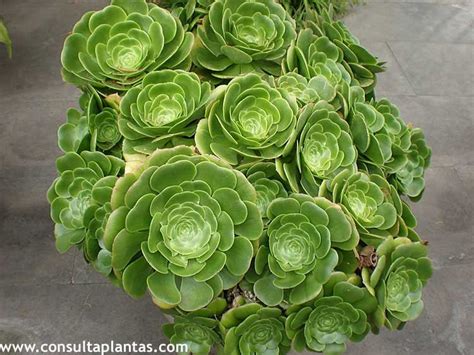 Aeonium Canariense O Bejeque Cuidados