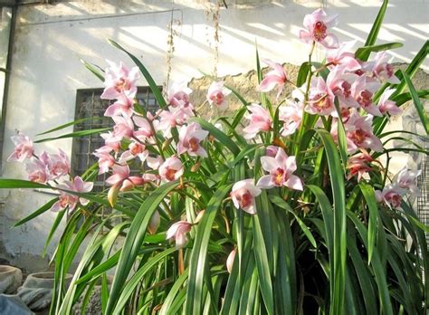 Voglia Di Fiori Come Curare Le Orchidee Per Un Terrazzo Bellissimo