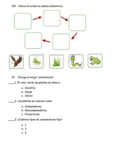 Ficha De Cadena Alimenticia Alimenticio Ciencias De La Naturaleza