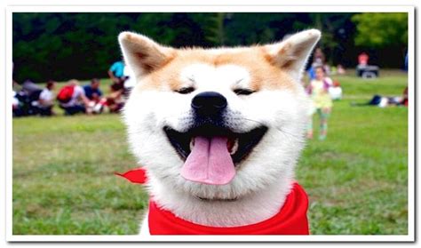 akita inu character   care dogsis