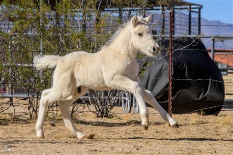 Norwegian Fjord Breeding Program at Sunnyside Farms - Where traditional ...