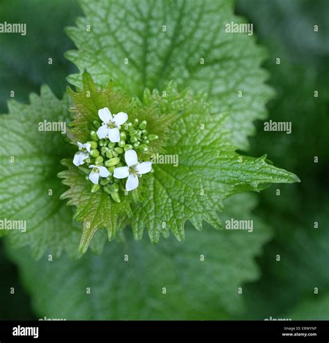 Stinging nettle flower blooms Stock Photo - Alamy