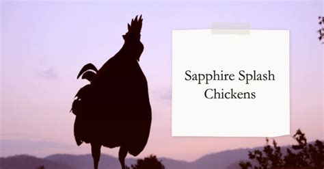 Sapphire Splash Chickens Mageesty Farming