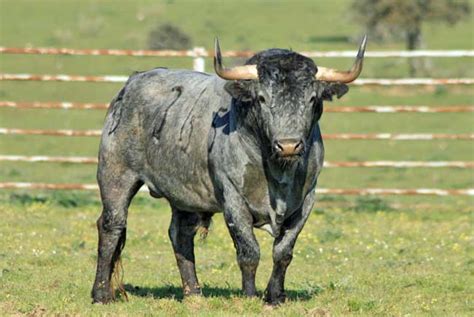 Del Toro Al Infinito San Cristóbal Los Toros De Victorino En La Feria