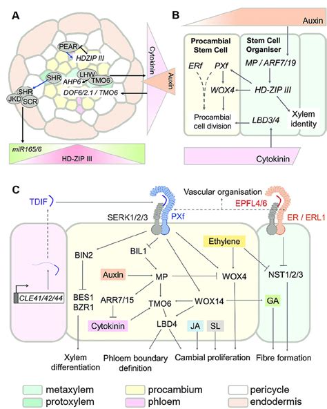 Mechanisms Of Secondary Growth Regulation In Arabidopsis A