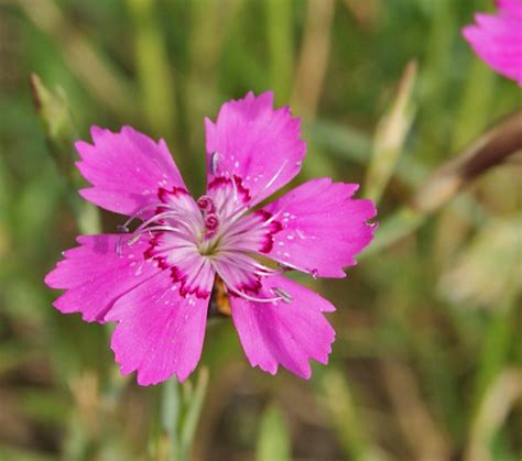 Heide Nelke Dianthus Deltoides Ngidn Naturgucker De