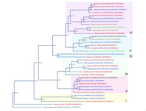 Phylogenomic Tree From Selected Representative Genomes From The