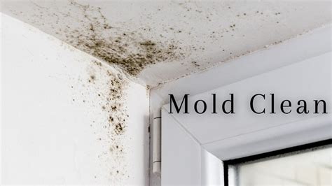 How To Clean Mold Off Ceiling Stop The Mold Growth ToolSpart