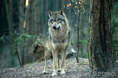 Fototapeta European Gray Wolf Canis Lupus Lupus Na Wymiar