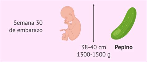 Medidas del bebé a las 30 semanas de embarazo