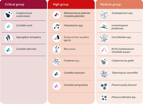 Fungal pathogens are a growing threat says latest WHO report