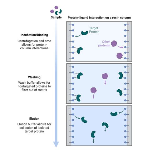 Principles Of Common Affinity Purification Formats Aat Bioquest