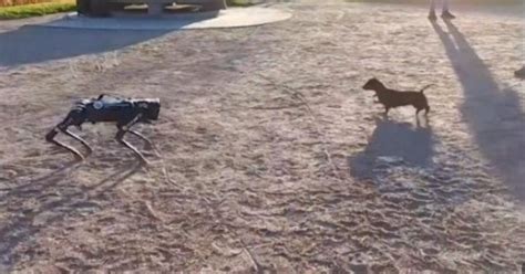 Un Cucciolo Di Bassotto Litiga Con Un Cane Robot VIDEO