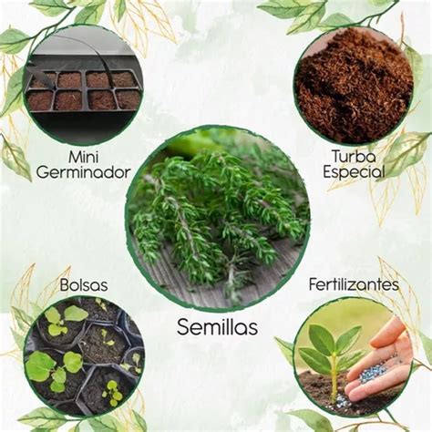 100 Semillas De Tomillo Kit De Germinación