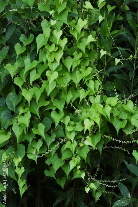 Japanese Yam Dioscorea Japonica Flowers And Leavesdioscoreaceae