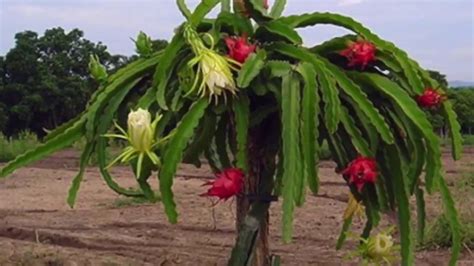 Dragon Fruit Plant Growth Stages