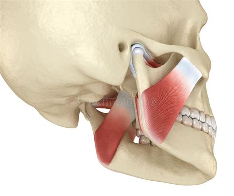 Tmj The Temporomandibular Joints And Muscles Medically Accurate D