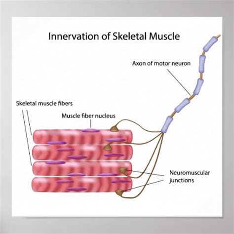 Skeletal Muscle Innervation Poster Zazzle