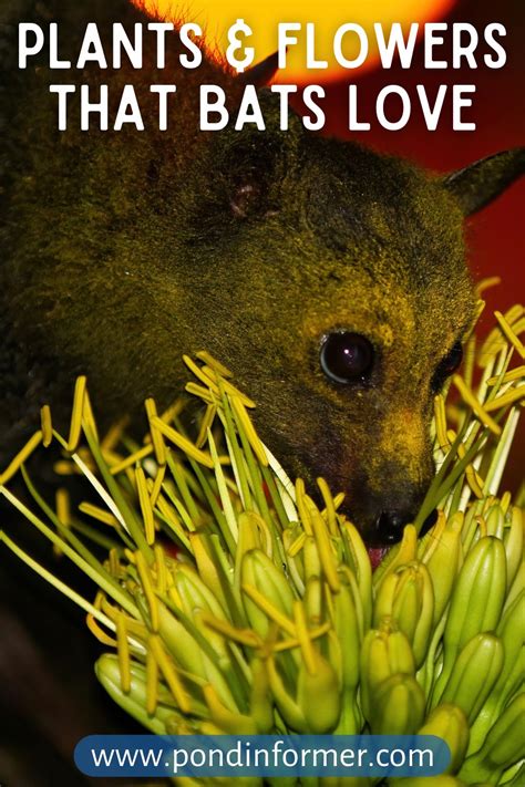 List of plants flowers that attract bats 2023 updated – Artofit