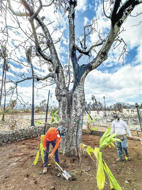 The Trees Arrived With Polynesian Voyagers After Maui Wildfire There