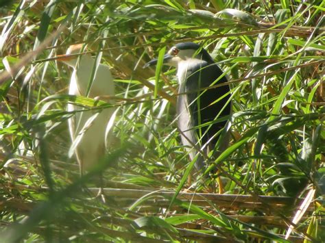 Cattle Egret / Black-crowned Night Heron | Marnix's Bird Gallery