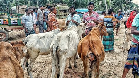 সোমবার ৩১০৭২৩ বাজার খারাপ কমদামে হাড্ডিসার গরু কিনুন শুকনো