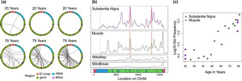 Mapping Of Large MtDNA Deletions In Human Substantia Nigra A