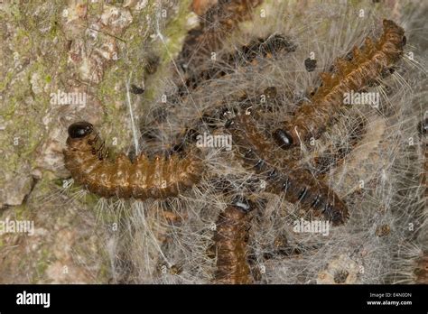 Oak Processionary Moth Procession Eichen Prozessionsspinner