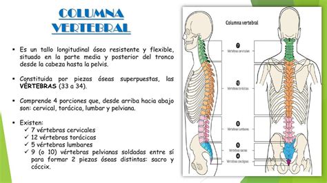 Columna Vertebral Y Miembro Superior Maryuri Lisbeth Udocz