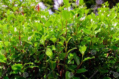 Griselinia Littoralis Stock Image Image Of Blossom 260021975