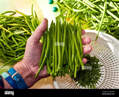 Preparing Haricot Verts Green Beans France Stock Photo Alamy