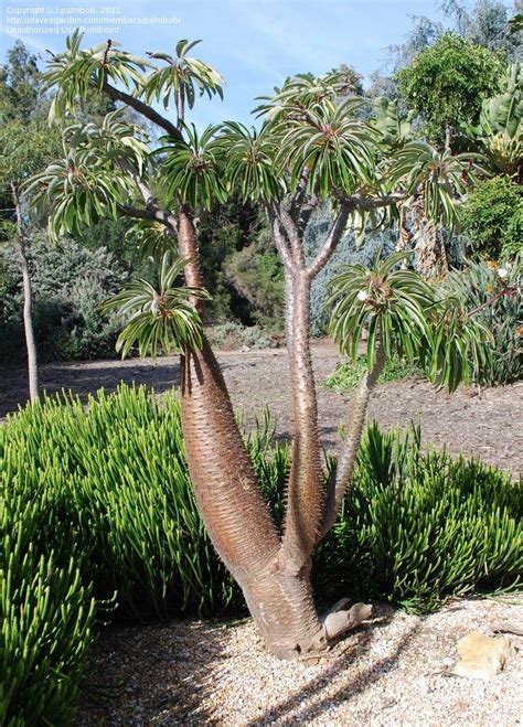 Madagascar Palm - Database Plants