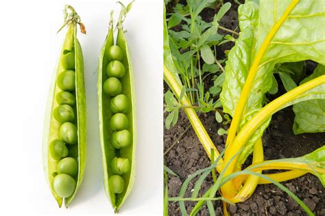 La huerta en casa ocho verduras que podés cultivar en otoño LA NACION