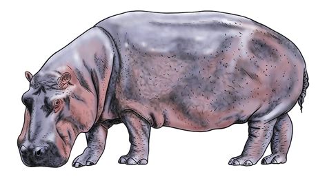 Hippopotamus Drawing