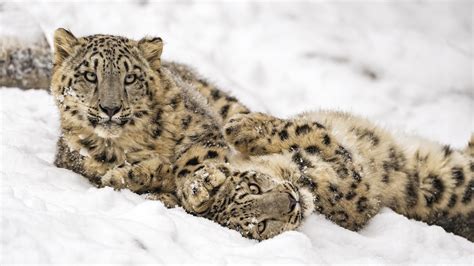 wallpaper snow leopard, snow, predator, animal HD : Widescreen : High ...