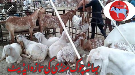 Makhicheeni Bakrey Forsale In Bhatta Chowk Mandi Goat For Sale