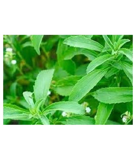 Kapebonavista Yashtimadhu Mulethi Sapling Plant Raw Herbs 1 No S Pack