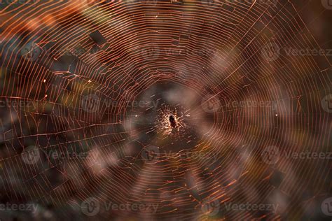 A large brown weaver spider in its web hunts its prey. 15842112 Stock Photo at Vecteezy