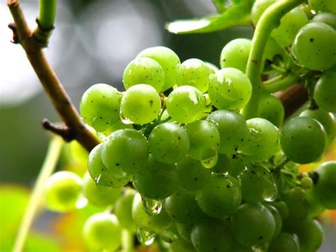 Images Gratuites Arbre La Nature Branche Grain De Raisin Feuille